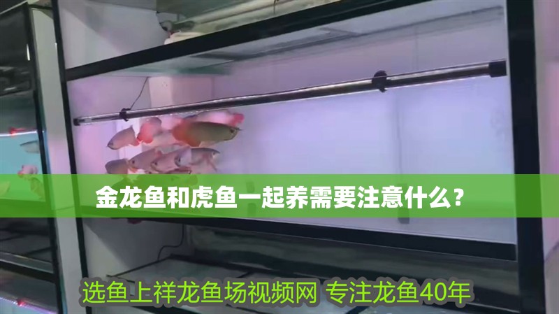 金龍魚和虎魚一起養需要注意什么？ 金龍魚和虎魚一起養需要注意什么？ 龍魚百科