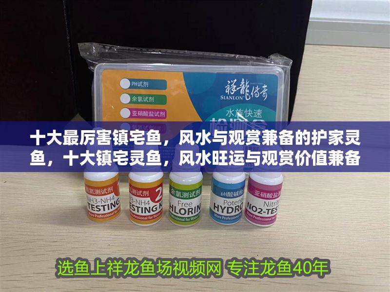 十大最厲害鎮(zhèn)宅魚，風(fēng)水與觀賞兼?zhèn)涞淖o(hù)家靈魚，十大鎮(zhèn)宅靈魚，風(fēng)水旺運(yùn)與觀賞價(jià)值兼?zhèn)涞淖o(hù)家寶魚