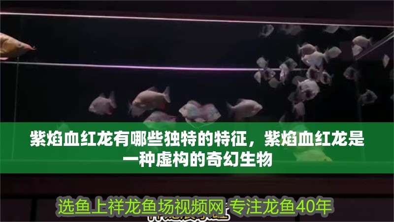 紫焰血紅龍有哪些獨特的特征，紫焰血紅龍是一種虛構(gòu)的奇幻生物 紫焰血紅龍有哪些獨特的特征，紫焰血紅龍是一種虛構(gòu)的奇幻生物 龍魚百科