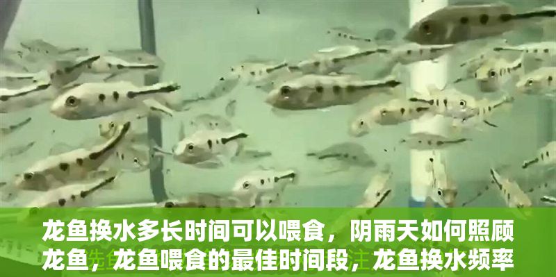 龍魚換水多長時間可以喂食，陰雨天如何照顧龍魚，龍魚喂食的最佳時間段，龍魚換水頻率及注意事項