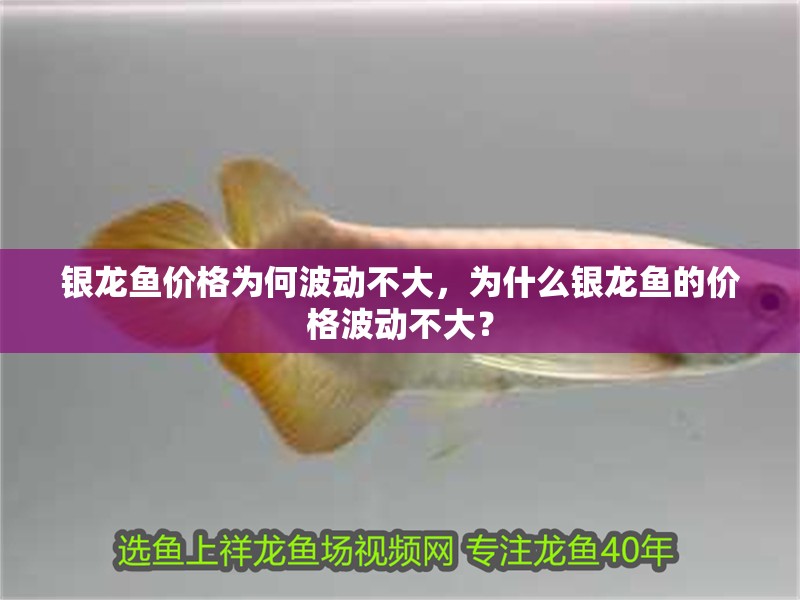 銀龍魚價格為何波動不大，為什么銀龍魚的價格波動不大？ 銀龍魚價格為何波動不大，為什么銀龍魚的價格波動不大？ 龍魚百科