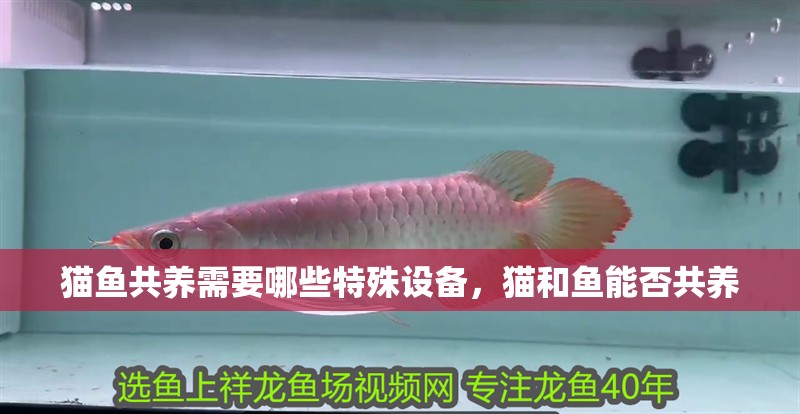 魚缸過濾器選購指南:自制魚缸過濾器魚缸上置過濾器對于養魚愛好者的必備知識 貓魚共養需要哪些特殊設備,貓和魚能否共養 龍魚百科 貓魚共養需要哪些特殊設備,貓和魚能否共養 貓魚共養需要哪些特殊設備,貓和魚能否共養 龍魚百科
