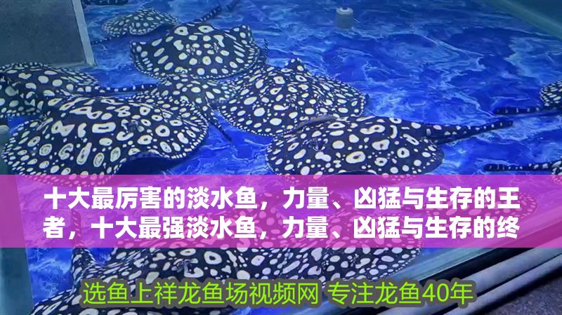 十大最厲害的淡水魚，力量、兇猛與生存的王者，十大最強淡水魚，力量、兇猛與生存的終極王者 十大最厲害的淡水魚，力量、兇猛與生存的王者，十大最強淡水魚，力量、兇猛與生存的終極王者 龍魚百科 第1張