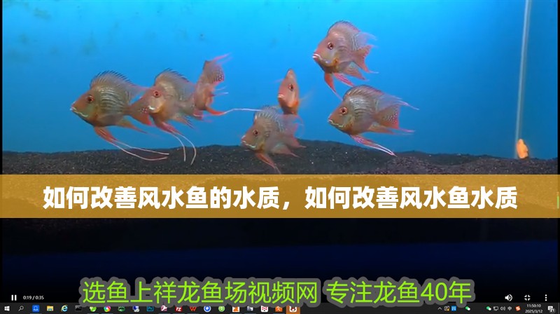 紅龍魚用黃燈烤有用嗎 如何改善風水魚的水質,如何改善風水魚水質 龍魚百科 如何改善風水魚的水質,如何改善風水魚水質 如何改善風水魚的水質,如何改善風水魚水質 龍魚百科