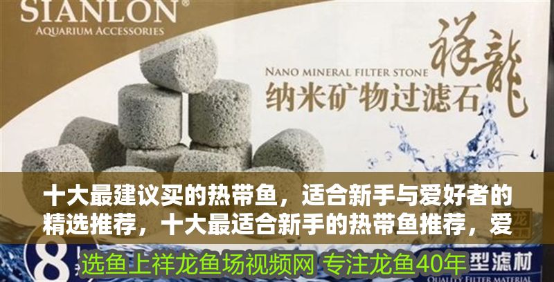 十大最建議買的熱帶魚，適合新手與愛好者的精選推薦，十大最適合新手的熱帶魚推薦，愛好者必看精選榜單 十大最建議買的熱帶魚，適合新手與愛好者的精選推薦，十大最適合新手的熱帶魚推薦，愛好者必看精選榜單 龍魚百科 第1張