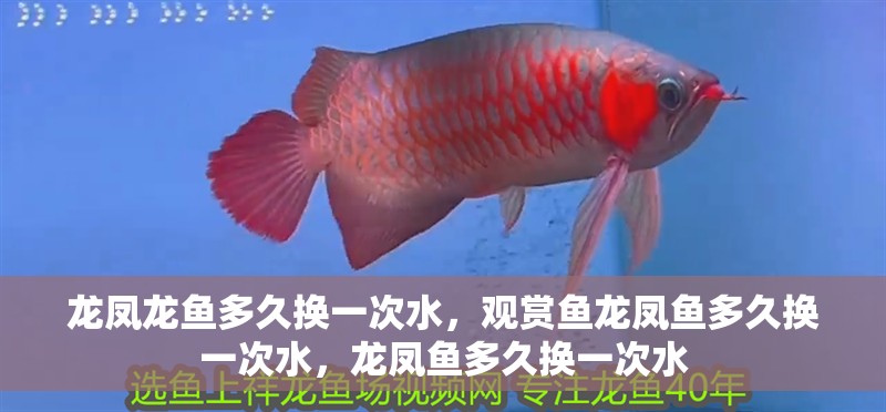龍鳳龍魚多久換一次水，觀賞魚龍鳳魚多久換一次水，龍鳳魚多久換一次水