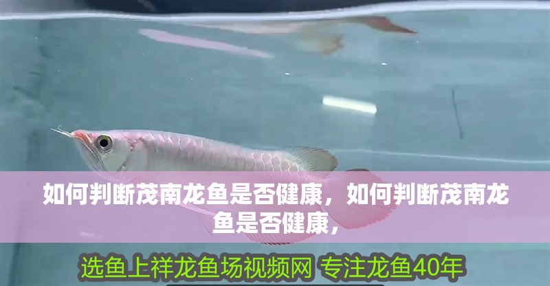 印尼虎魚多少溫度飼養最好:印尼虎魚多少溫度飼養最好印尼虎魚多少溫度飼養最好 如何判斷茂南龍魚是否健康,如何判斷茂南龍魚是否健康, 龍魚百科 如何判斷茂南龍魚是否健康,如何判斷茂南龍魚是否健康, 如何判斷茂南龍魚是否健康,如何判斷茂南龍魚是否健康, 龍魚百科
