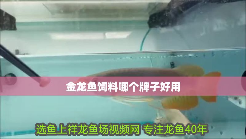 金龍魚飼料哪個牌子好用 龍魚百科 第2張 金龍魚飼料哪個牌子好用 金龍魚飼料哪個牌子好用 龍魚百科 第2張