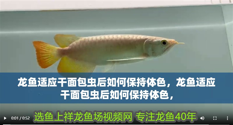 龍魚適應(yīng)干面包蟲后如何保持體色，龍魚適應(yīng)干面包蟲后如何保持體色， 龍魚適應(yīng)干面包蟲后如何保持體色，龍魚適應(yīng)干面包蟲后如何保持體色， 龍魚百科