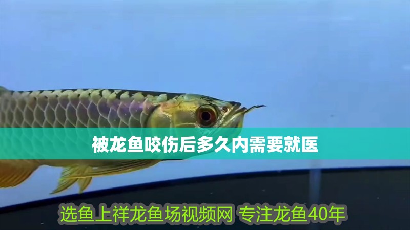 被龍魚咬傷后多久內(nèi)需要就醫(yī)