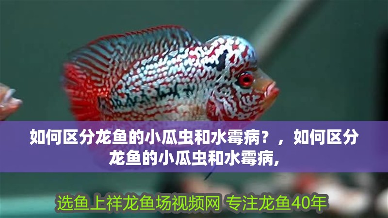 魚缸過濾器選購指南:自制魚缸過濾器魚缸上置過濾器對于養魚愛好者的必備知識 如何區分龍魚的小瓜蟲和水霉病?,如何區分龍魚的小瓜蟲和水霉病, 龍魚百科 如何區分龍魚的小瓜蟲和水霉病?,如何區分龍魚的小瓜蟲和水霉病, 如何區分龍魚的小瓜蟲和水霉病?,如何區分龍魚的小瓜蟲和水霉病, 龍魚百科