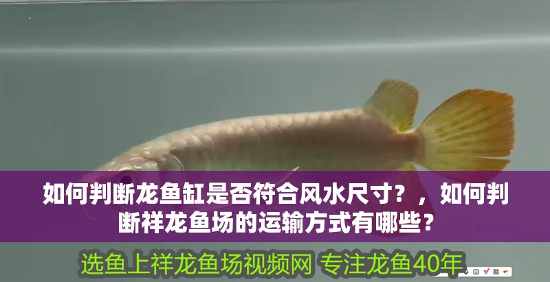 鸚鵡魚和銀龍魚混養怎樣喂食 如何判斷龍魚缸是否符合風水尺寸?,如何判斷祥龍魚場的運輸方式有哪些? 龍魚百科 如何判斷龍魚缸是否符合風水尺寸?,如何判斷祥龍魚場的運輸方式有哪些? 如何判斷龍魚缸是否符合風水尺寸?,如何判斷祥龍魚場的運輸方式有哪些? 龍魚百科