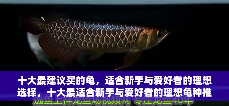 十大最建議買的龜，適合新手與愛好者的理想選擇，十大最適合新手與愛好者的理想龜種推薦