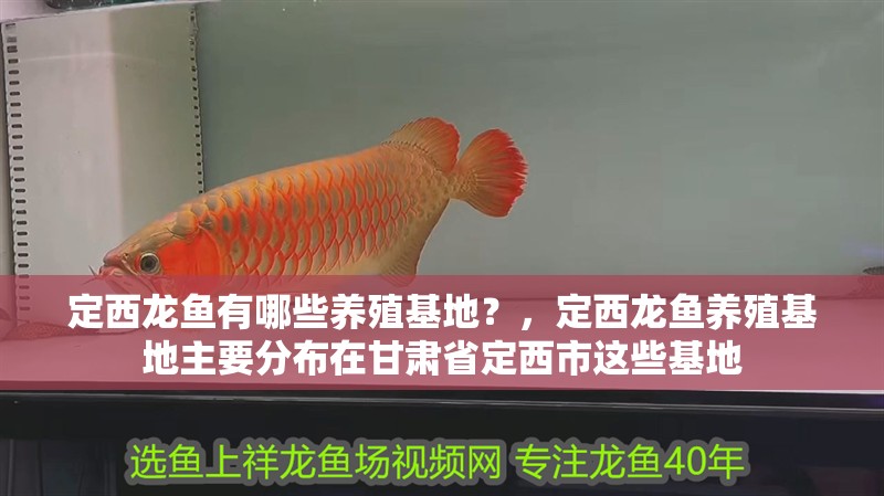 定西龍魚有哪些養殖基地？，定西龍魚養殖基地主要分布在甘肅省定<strong><mark>西市</mark></strong>這些基地