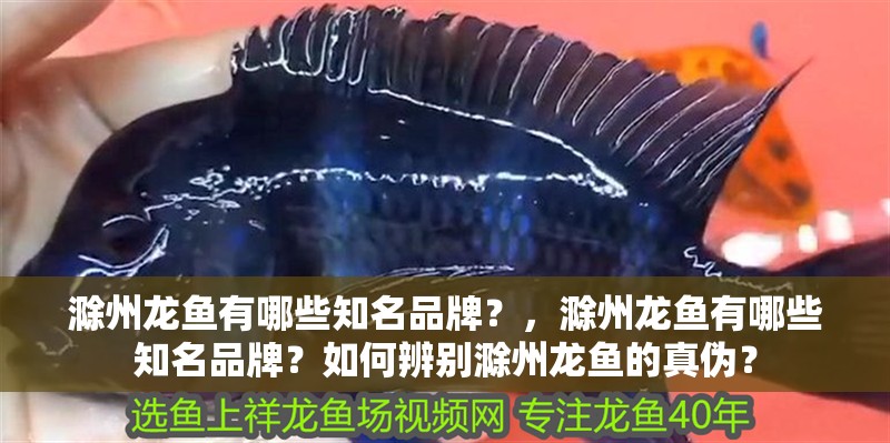 魚缸過濾器選購指南:自制魚缸過濾器魚缸上置過濾器對于養魚愛好者的必備知識 滁州龍魚有哪些知名品牌?,滁州龍魚有哪些知名品牌?如何辨別滁州龍魚的真偽? 龍魚百科 滁州龍魚有哪些知名品牌?,滁州龍魚有哪些知名品牌?如何辨別滁州龍魚的真偽? 滁州龍魚有哪些知名品牌?,滁州龍魚有哪些知名品牌?如何辨別滁州龍魚的真偽? 龍魚百科
