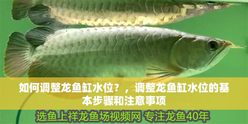 我的虎魚真菌感染了要怎么處理 如何調(diào)整龍魚缸水位?,調(diào)整龍魚缸水位的基本步驟和注意事項(xiàng) 龍魚百科 如何調(diào)整龍魚缸水位?,調(diào)整龍魚缸水位的基本步驟和注意事項(xiàng) 如何調(diào)整龍魚缸水位?,調(diào)整龍魚缸水位的基本步驟和注意事項(xiàng) 龍魚百科