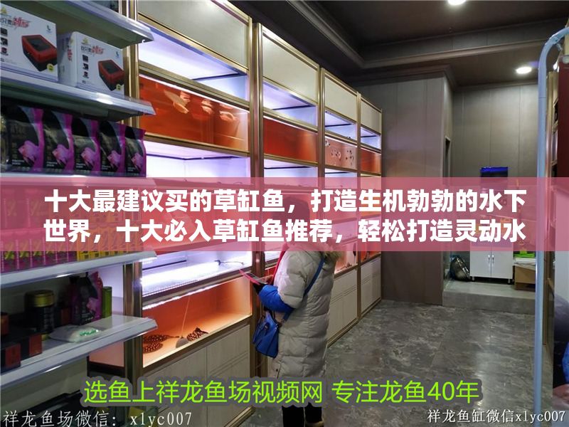 十大最建議買的草缸魚，打造生機勃勃的水下世界，十大必入草缸魚推薦，輕松打造靈動水下生態(tài) 十大最建議買的草缸魚，打造生機勃勃的水下世界，十大必入草缸魚推薦，輕松打造靈動水下生態(tài) 龍魚百科 第1張