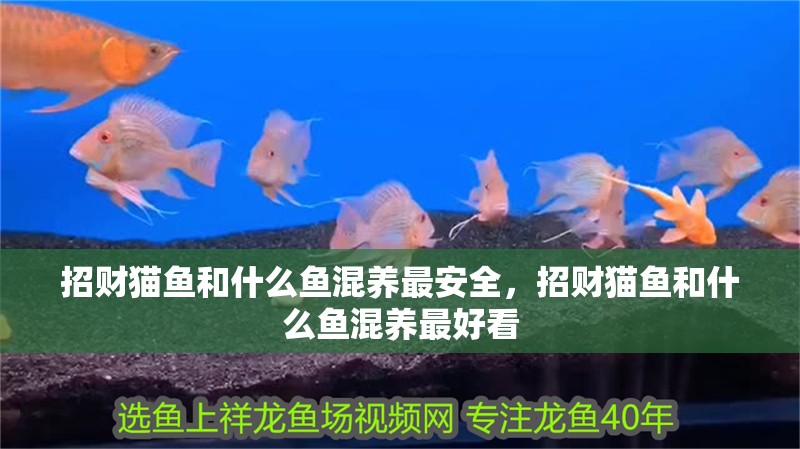 招財貓魚和什么魚混養(yǎng)最安全，招財貓魚和什么魚混養(yǎng)最好看