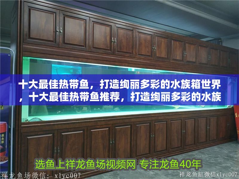 十大最佳熱帶魚(yú),打造絢麗多彩的水族箱世界,十大最佳熱帶魚(yú)推薦,打造絢麗多彩的水族箱世界