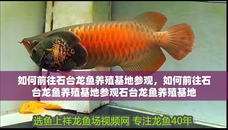 如何前往石臺龍魚養殖基地參觀，如何前往石臺龍魚養殖基地參觀石臺龍魚養殖基地 如何前往石臺龍魚養殖基地參觀，如何前往石臺龍魚養殖基地參觀石臺龍魚養殖基地 龍魚百科