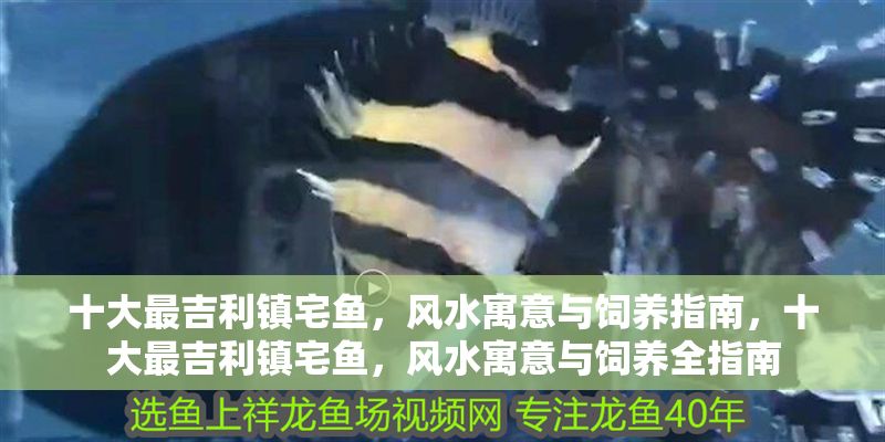 十大最吉利鎮(zhèn)宅魚，風(fēng)水寓意與飼養(yǎng)指南，十大最吉利鎮(zhèn)宅魚，風(fēng)水寓意與飼養(yǎng)全指南