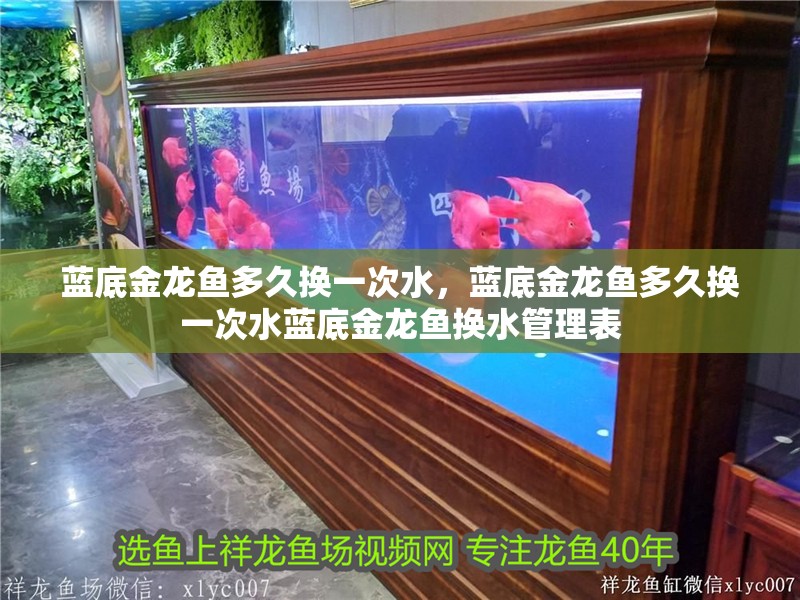 藍底金龍魚多久換一次水，藍底金龍魚多久換一次水藍底金龍魚換水管理表 藍底金龍魚多久換一次水，藍底金龍魚多久換一次水藍底金龍魚換水管理表 龍魚百科