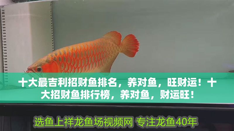 十大最吉利招財魚排名,養對魚,旺財運!十大招財魚排行榜,養對魚,財運旺! 龍魚百科 第1張 十大最吉利招財魚排名,養對魚,旺財運!十大招財魚排行榜,養對魚,財運旺! 十大最吉利招財魚排名,養對魚,旺財運!十大招財魚排行榜,養對魚,財運旺! 龍魚百科 第1張