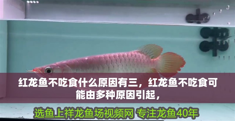 紅龍魚不吃食什么原因有三，紅龍魚不吃食可能由多種原因引起， 紅龍魚不吃食什么原因有三，紅龍魚不吃食可能由多種原因引起， 龍魚百科