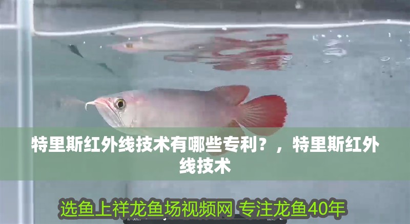 龍魚干蝦有營養嗎 特里斯紅外線技術有哪些專利?,特里斯紅外線技術 龍魚百科 特里斯紅外線技術有哪些專利?,特里斯紅外線技術 特里斯紅外線技術有哪些專利?,特里斯紅外線技術 龍魚百科