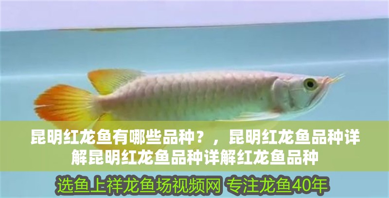 <strong><mark>昆明</mark></strong>紅龍魚有哪些品種？，<strong><mark>昆明</mark></strong>紅龍魚品種詳解<strong><mark>昆明</mark></strong>紅龍魚品種詳解紅龍魚品種