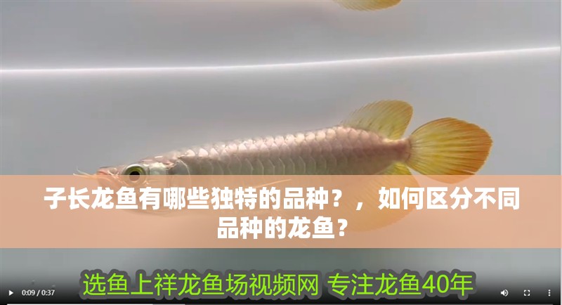 子長龍魚有哪些獨特的品種？，如何區分不同品種的龍魚？ 子長龍魚有哪些獨特的品種？，如何區分不同品種的龍魚？ 龍魚百科