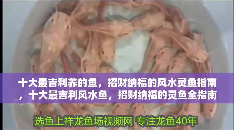 十大最吉利養(yǎng)的魚,招財(cái)納福的風(fēng)水靈魚指南,十大最吉利風(fēng)水魚,招財(cái)納福的靈魚全指南 龍魚百科 第1張 十大最吉利養(yǎng)的魚,招財(cái)納福的風(fēng)水靈魚指南,十大最吉利風(fēng)水魚,招財(cái)納福的靈魚全指南 十大最吉利養(yǎng)的魚,招財(cái)納福的風(fēng)水靈魚指南,十大最吉利風(fēng)水魚,招財(cái)納福的靈魚全指南 龍魚百科 第1張