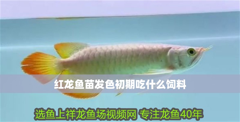 紅龍魚苗發(fā)色初期吃什么飼料 紅龍魚苗發(fā)色初期吃什么飼料 龍魚百科