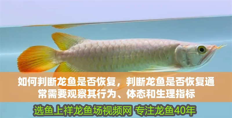 如何判斷龍魚是否恢復(fù)，判斷龍魚是否恢復(fù)通常需要觀察其行為、體態(tài)和生理指標(biāo) 如何判斷龍魚是否恢復(fù)，判斷龍魚是否恢復(fù)通常需要觀察其行為、體態(tài)和生理指標(biāo) 龍魚百科
