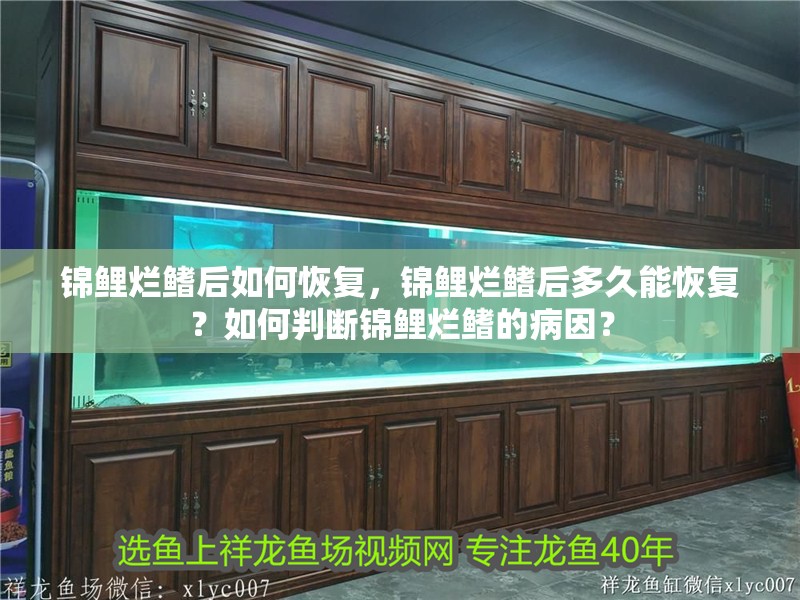 魚缸用增氧泵價格是多少:魚缸增氧機-xtrac增氧機-xtrac增氧機 錦鯉爛鰭后如何恢復,錦鯉爛鰭后多久能恢復?如何判斷錦鯉爛鰭的病因? 龍魚百科 錦鯉爛鰭后如何恢復,錦鯉爛鰭后多久能恢復?如何判斷錦鯉爛鰭的病因? 錦鯉爛鰭后如何恢復,錦鯉爛鰭后多久能恢復?如何判斷錦鯉爛鰭的病因? 龍魚百科