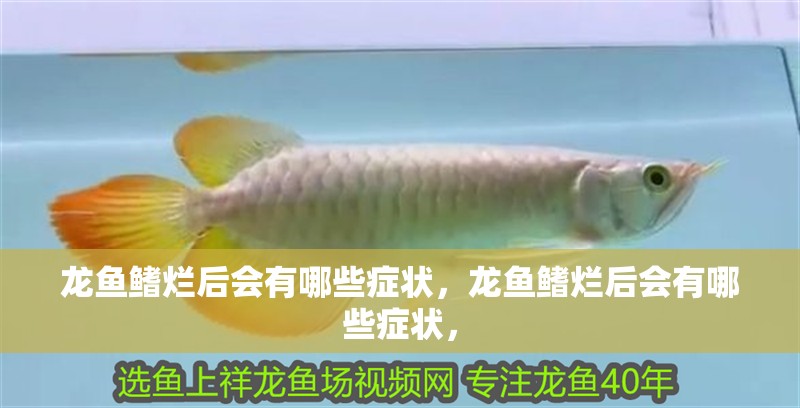 龍魚鰭爛后會有哪些癥狀，龍魚鰭爛后會有哪些癥狀， 龍魚鰭爛后會有哪些癥狀，龍魚鰭爛后會有哪些癥狀， 龍魚百科