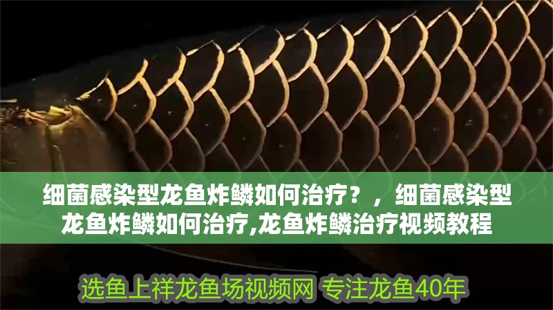 細菌感染型龍魚炸鱗如何治療？，細菌感染型龍魚炸鱗如何治療,龍魚炸鱗治療視頻教程 細菌感染型龍魚炸鱗如何治療？，細菌感染型龍魚炸鱗如何治療,龍魚炸鱗治療視頻教程 龍魚百科