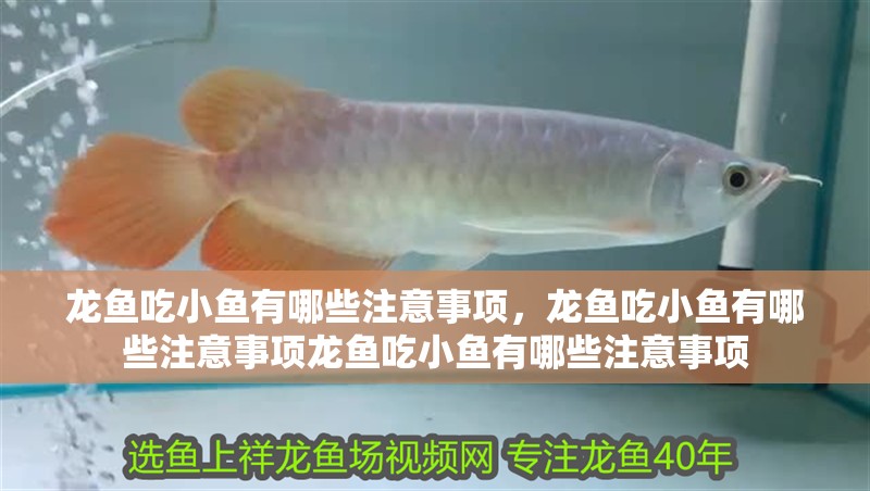龍魚吃小魚有哪些注意事項，龍魚吃小魚有哪些注意事項龍魚吃小魚有哪些注意事項 龍魚吃小魚有哪些注意事項，龍魚吃小魚有哪些注意事項龍魚吃小魚有哪些注意事項 龍魚百科