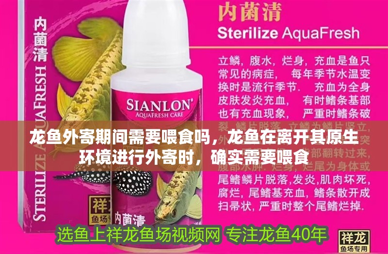 龍魚外寄期間需要喂食嗎，龍魚在離開其原生環境進行外寄時，確實需要喂食 龍魚外寄期間需要喂食嗎，龍魚在離開其原生環境進行外寄時，確實需要喂食 龍魚百科