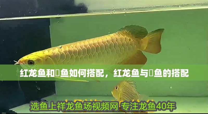 魚(yú)缸造景先放沙還是先放水(魚(yú)缸造景先鋪沙還是先放石頭) 紅龍魚(yú)和魟魚(yú)如何搭配,紅龍魚(yú)與魟魚(yú)的搭配 龍魚(yú)百科 紅龍魚(yú)和魟魚(yú)如何搭配,紅龍魚(yú)與魟魚(yú)的搭配 紅龍魚(yú)和魟魚(yú)如何搭配,紅龍魚(yú)與魟魚(yú)的搭配 龍魚(yú)百科