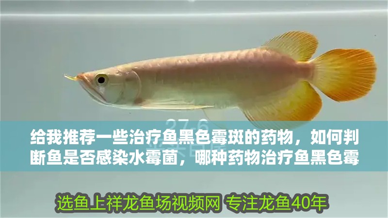 龍魚怕什么 給我推薦一些治療魚黑色霉斑的藥物,如何判斷魚是否感染水霉菌,哪種藥物治療魚黑色霉斑最有效 龍魚百科 給我推薦一些治療魚黑色霉斑的藥物,如何判斷魚是否感染水霉菌,哪種藥物治療魚黑色霉斑最有效 給我推薦一些治療魚黑色霉斑的藥物,如何判斷魚是否感染水霉菌,哪種藥物治療魚黑色霉斑最有效 龍魚百科
