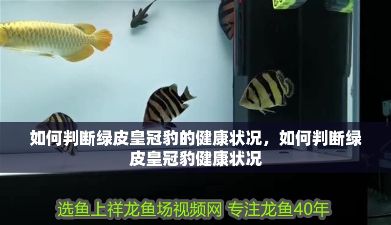 如何判斷綠皮皇冠豹的健康狀況，如何判斷綠皮皇冠豹健康狀況 如何判斷綠皮皇冠豹的健康狀況，如何判斷綠皮皇冠豹健康狀況 龍魚百科