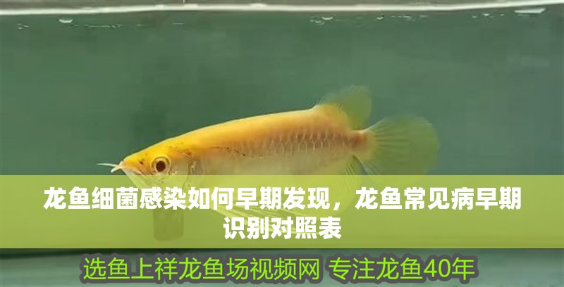 龍魚細菌感染如何早期發現，龍魚常見病早期識別對照表 龍魚細菌感染如何早期發現，龍魚常見病早期識別對照表 龍魚百科