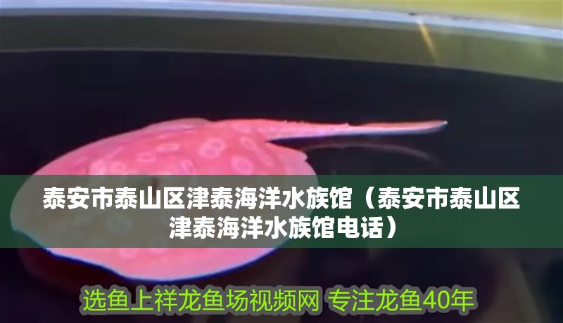 泰安市泰山區(qū)津泰海洋水族館(泰安市泰山區(qū)津泰海洋水族館電話) 全國(guó)水族館企業(yè)名錄 第1張 泰安市泰山區(qū)津泰海洋水族館(泰安市泰山區(qū)津泰海洋水族館電話) 泰安市泰山區(qū)津泰海洋水族館(泰安市泰山區(qū)津泰海洋水族館電話) 全國(guó)水族館企業(yè)名錄 第1張