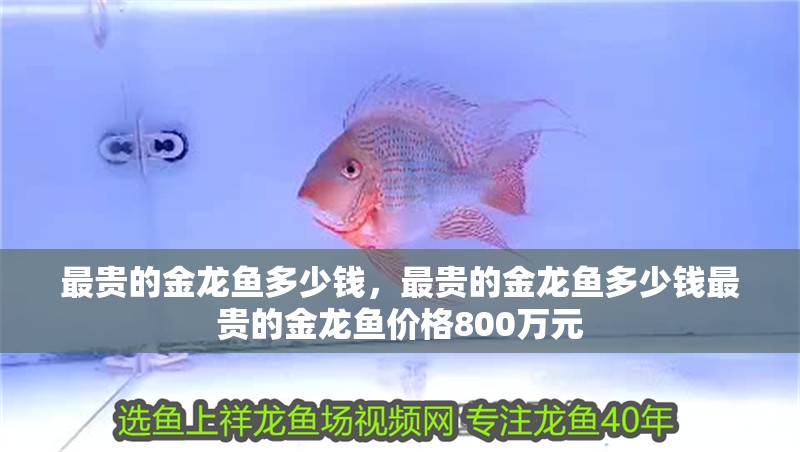 最貴的金龍魚(yú)多少錢(qián)，最貴的金龍魚(yú)多少錢(qián)最貴的金龍魚(yú)價(jià)格800萬(wàn)元 最貴的金龍魚(yú)多少錢(qián)，最貴的金龍魚(yú)多少錢(qián)最貴的金龍魚(yú)價(jià)格800萬(wàn)元 龍魚(yú)百科