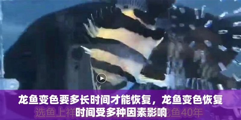 龍魚變色要多長時間才能恢復，龍魚變色恢復時間受多種因素影響