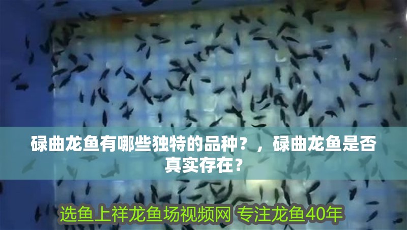 碌曲龍魚有哪些獨特的品種？，碌曲龍魚是否真實存在？ 碌曲龍魚有哪些獨特的品種？，碌曲龍魚是否真實存在？ 龍魚百科