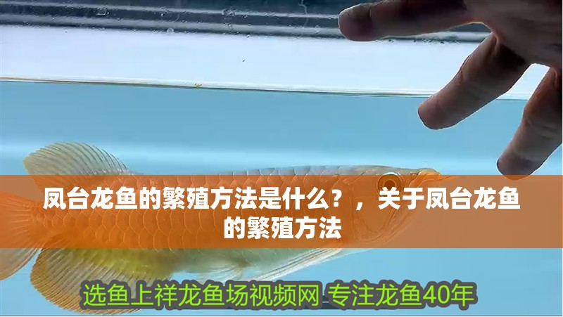 鳳臺龍魚的繁殖方法是什么？，關于鳳臺龍魚的繁殖方法