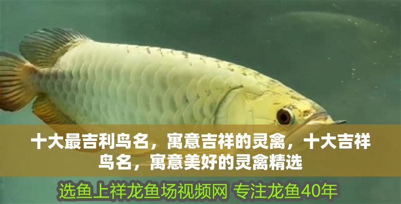 十大最吉利鳥名，寓意吉祥的靈禽，十大吉祥鳥名，寓意美好的靈禽精選 十大最吉利鳥名，寓意吉祥的靈禽，十大吉祥鳥名，寓意美好的靈禽精選 龍魚百科 第1張