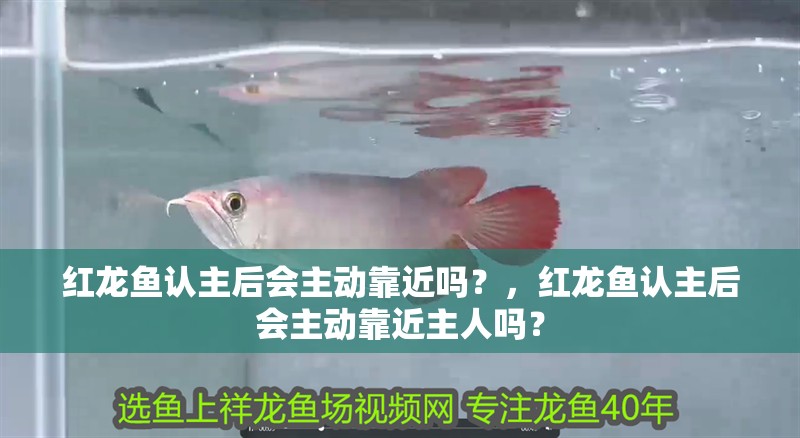 紅龍魚認主后會主動靠近嗎？，紅龍魚認主后會主動靠近主人嗎？ 紅龍魚認主后會主動靠近嗎？，紅龍魚認主后會主動靠近主人嗎？ 龍魚百科